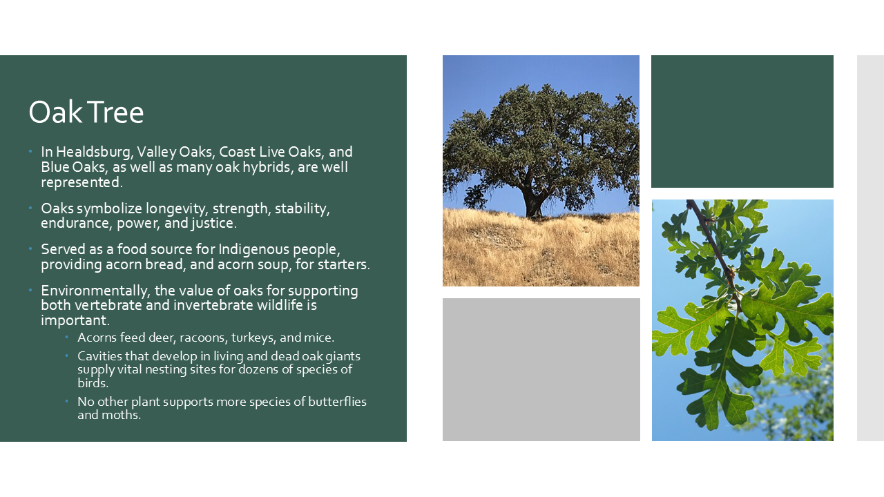 Oak Tree (Valley Oak, Coast Live Oak, and Blue Oak)