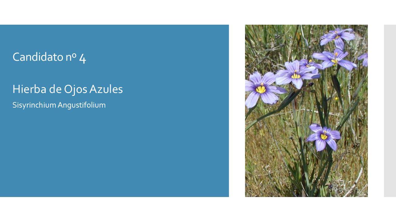 Blue-eyed Grass - Esp